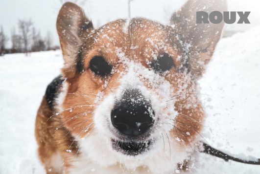 How to Keep Your Dog Warm in Cold Weather: Tips and Tricks