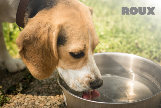 A Pint of Trouble: Can Dogs Drink Alcohol?