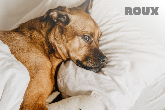 Best Pet-Friendly Hotel Chains