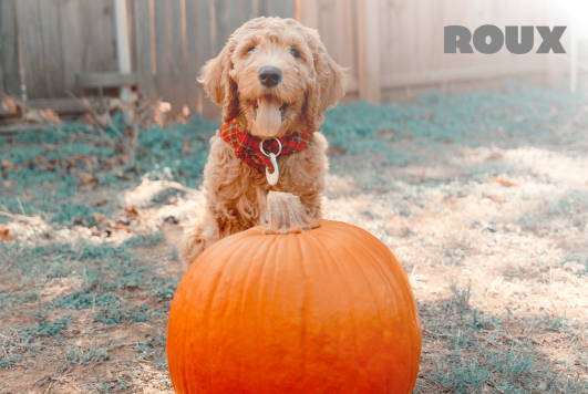 Pawsitively Pumpkin: The Superfood for Your Furry Friend