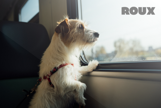 5 Tips for Traveling Safely With Your Pet