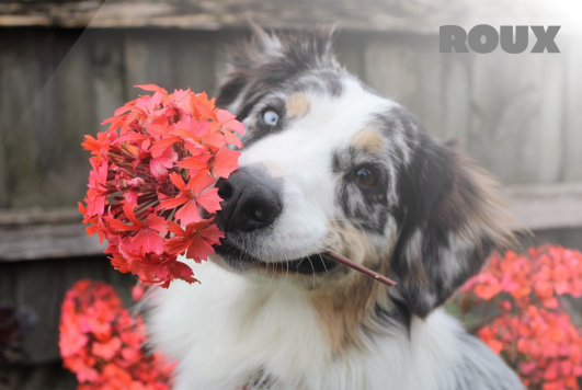 Poisonous Plants for Dogs: Protect Your Pup