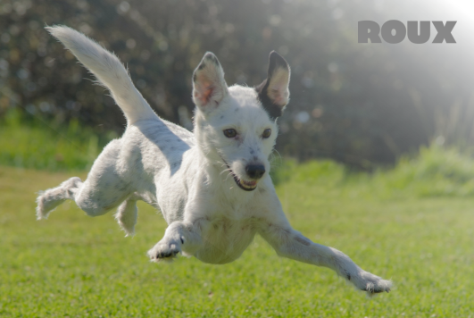 Understanding the Whirlwind: What Causes Dogs to Have the Zoomies?