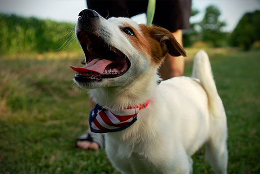 Why Do Dogs Sigh?